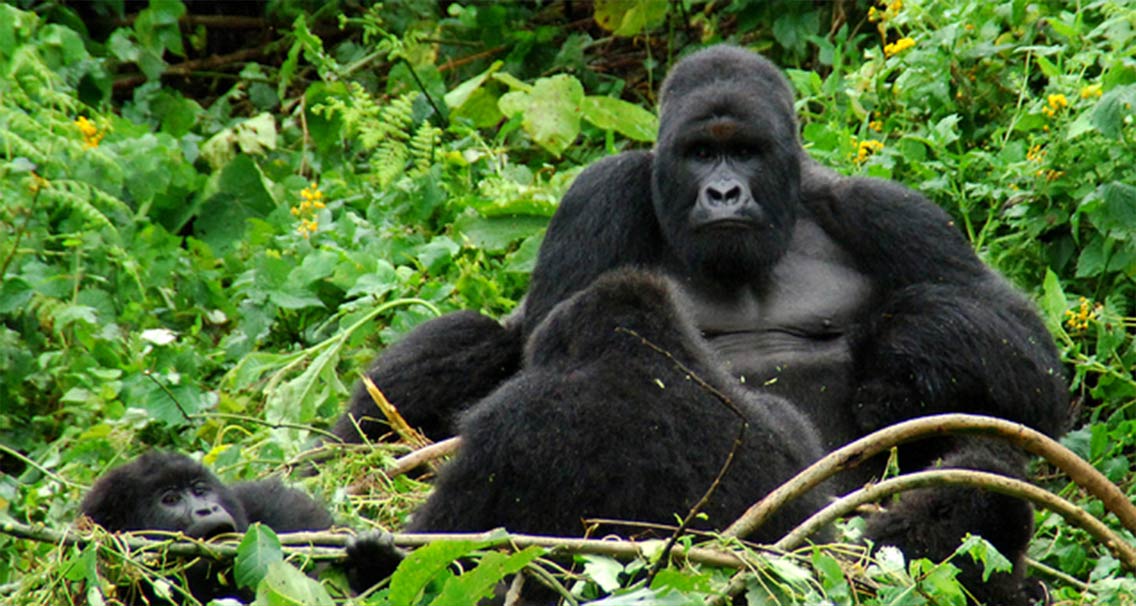 Gorilla trek in Virunga Park