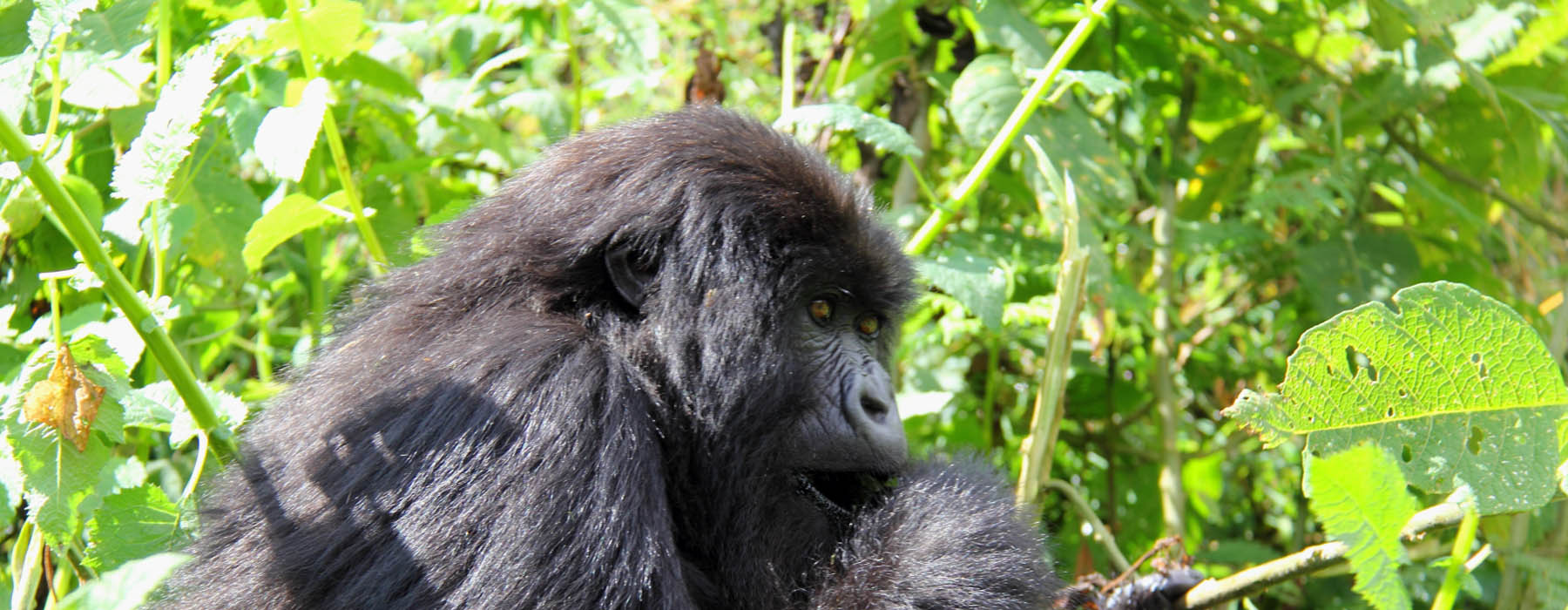 Your 4 days gorilla trekking adventure in Rwanda in Volcanoes NP will give you a life time experience that you will live to share with gorilla trekking in the mist of volcanoes, visit to the local market, Kigali city tour, and visit to genocide memorial ground and a cultural encounter which will give you a feel of the Rwandese culture, as you interact with them.