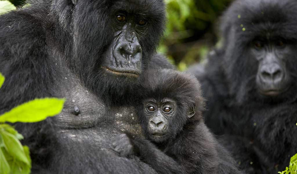 A visit with a gorilla family is a life changing experience